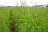 Dock field in the Upper Palatinate